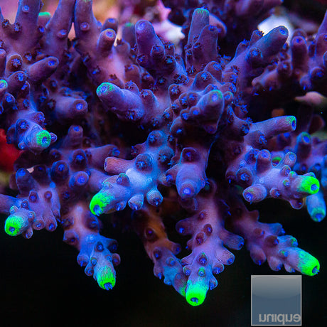 UC Blue Flame