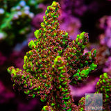 Pink Floyd Acropora