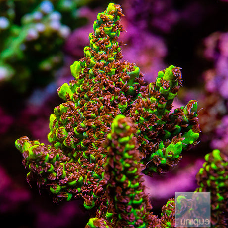 Pink Floyd Acropora