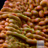 UC Signature "Peaches n Cream" Montipora