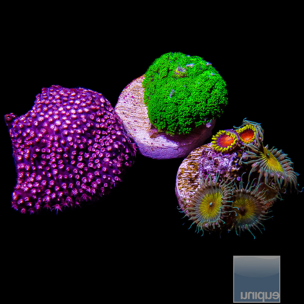 Frag Packs – UniqueCorals
