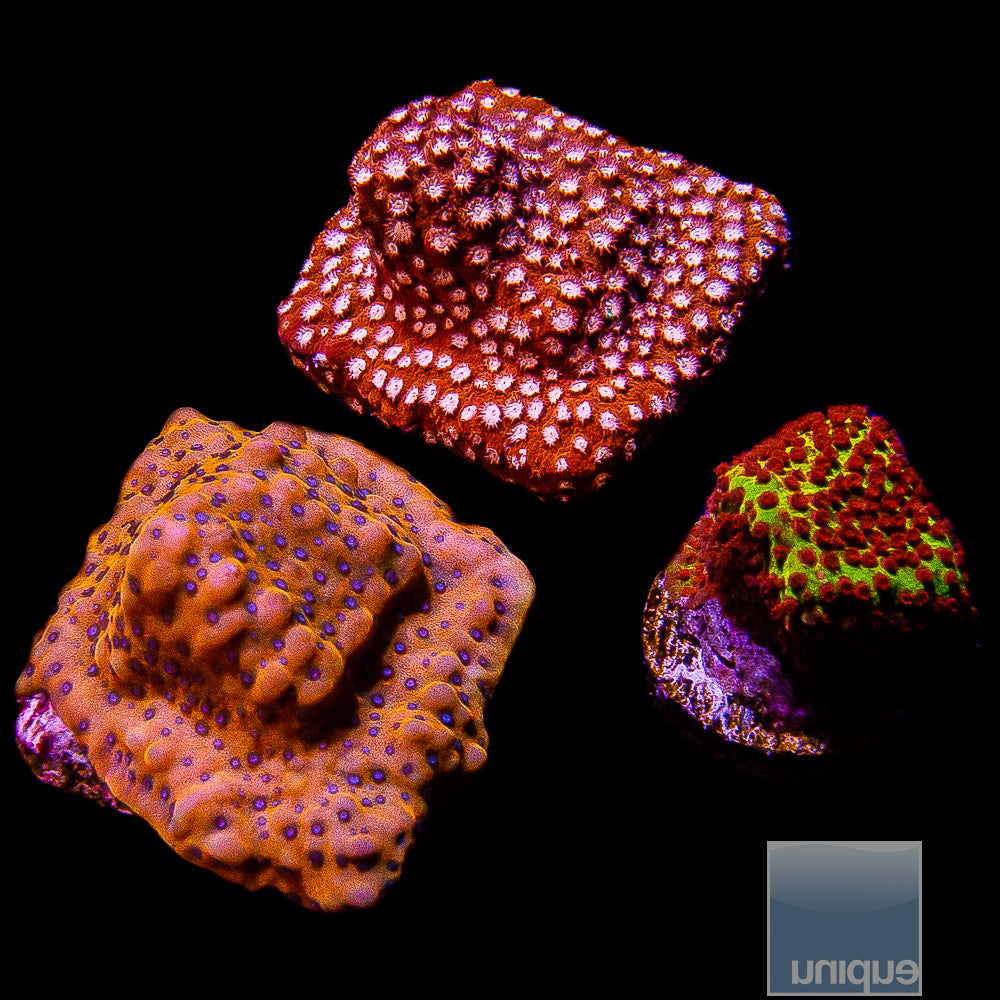 Frag Packs – UniqueCorals