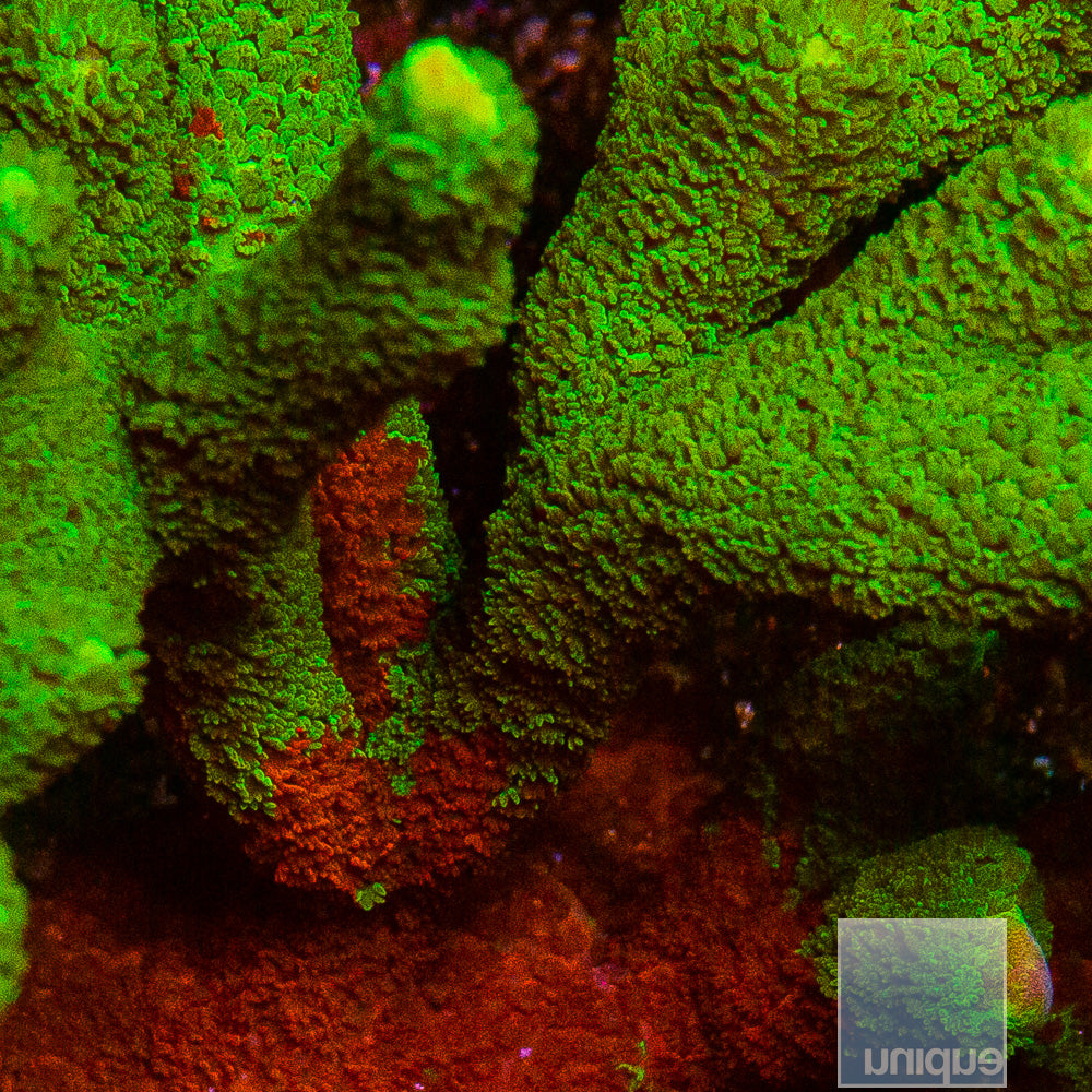 Unique Corals Signature 