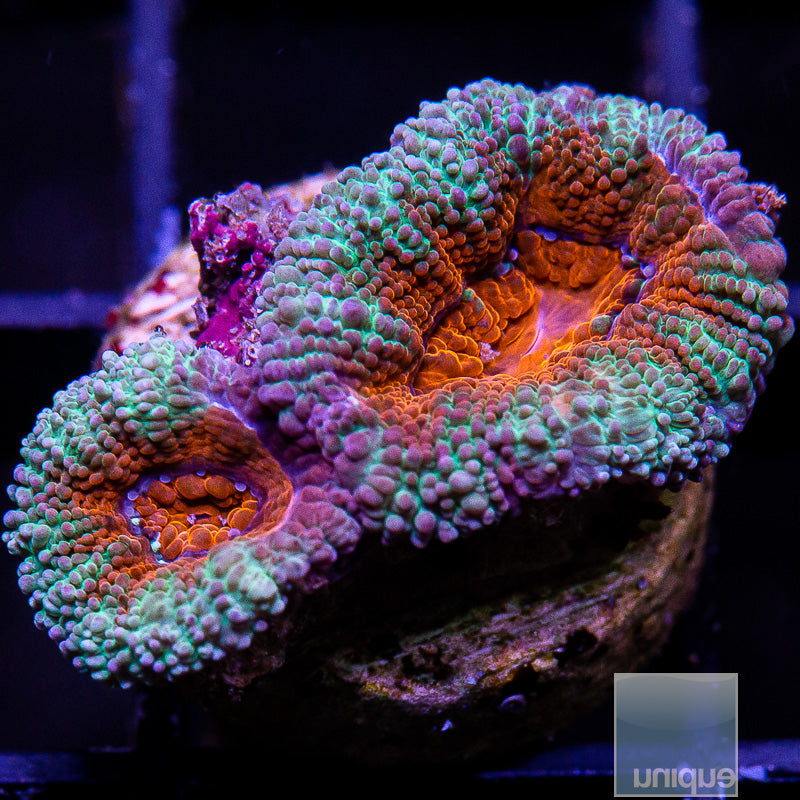 Teal Rim Acan Lord-WYSIWYG