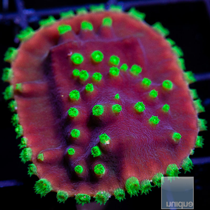 UC Constellation Turbinaria-WYSIWYG