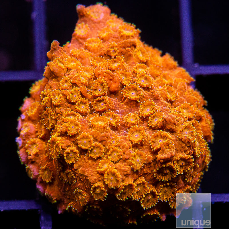 Sunburst Orange Cyphastrea-WYSIWYG