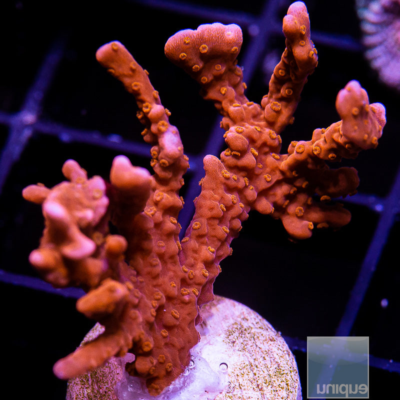 Manila Spy Montipora-WYSIWYG