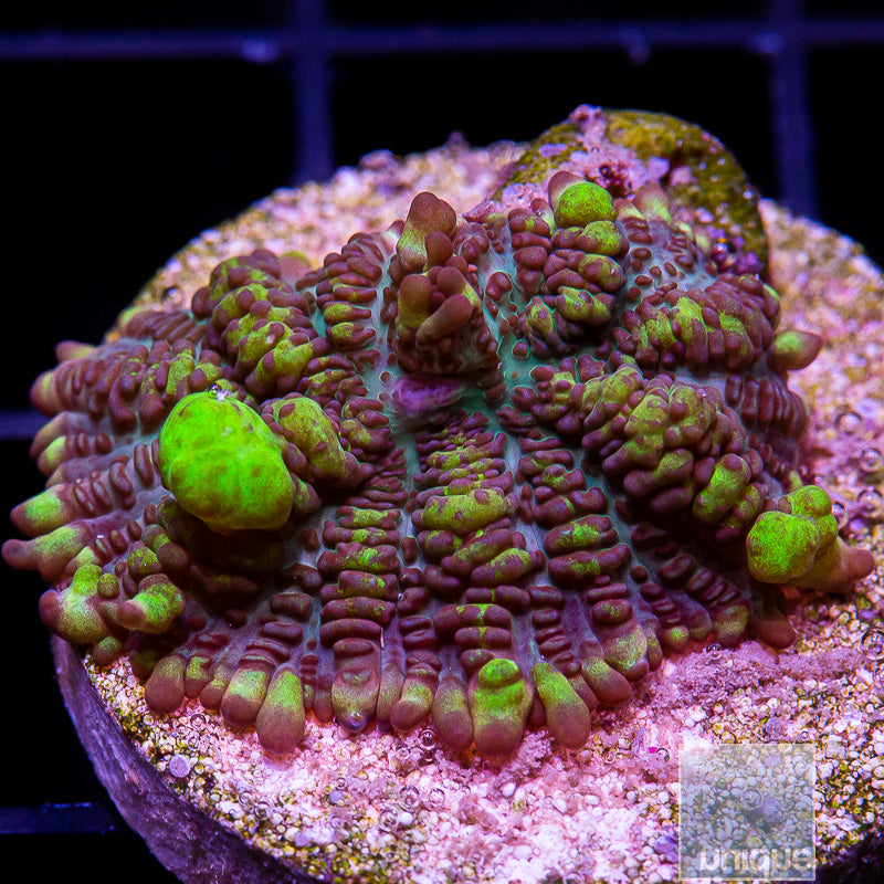 Uranium Bounce Mushroom-WYSIWYG