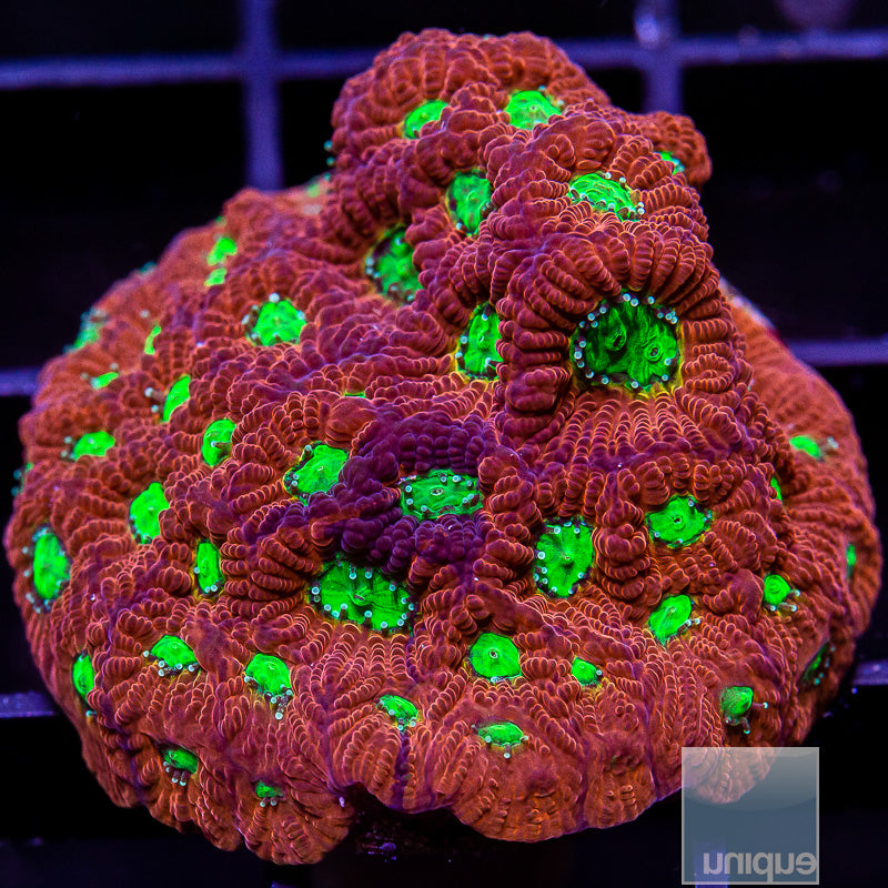 Red and Green Favia-WYSIWYG