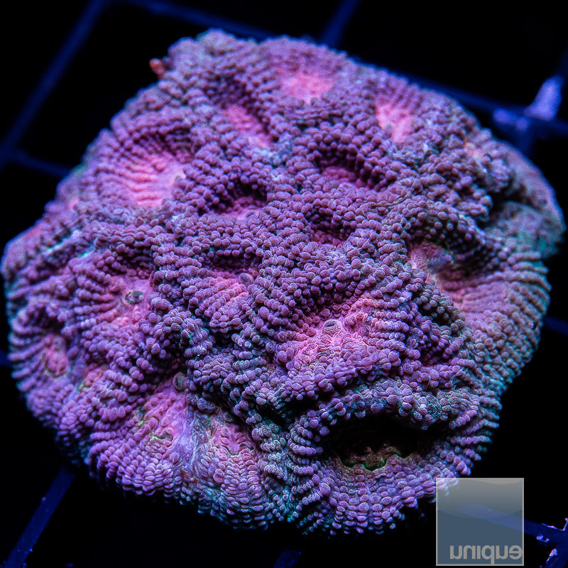 UC Baby's Breath Favia-WYSIWYG