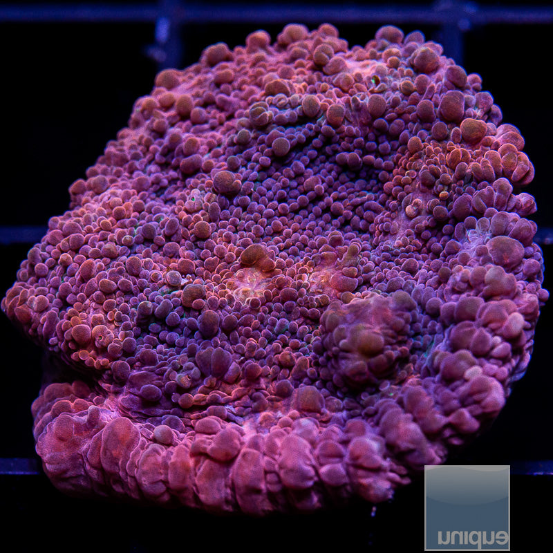 UC Galaxy Chalice-WYSIWYG