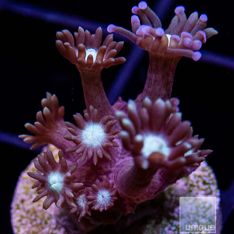 UC Teal Goniopora-WYSIWYG