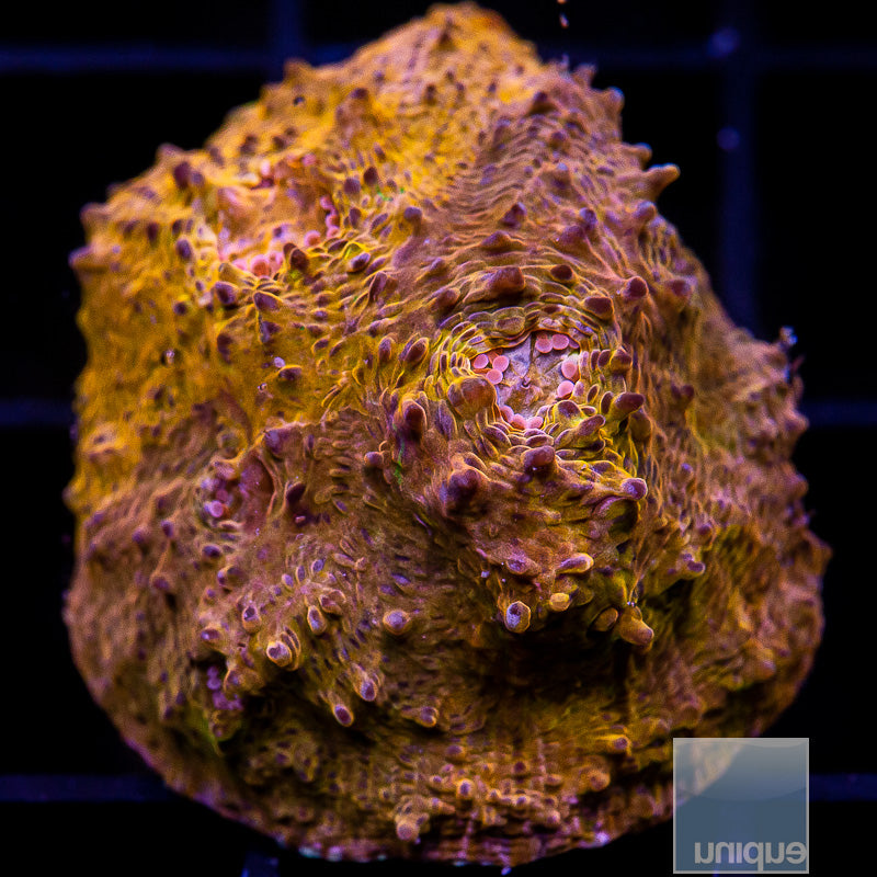 Orange Echinata-WYSIWYG