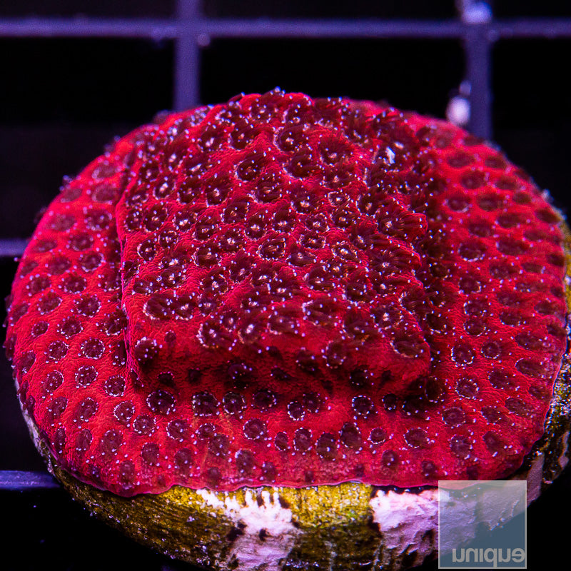 Darth Maul Porites-WYSIWYG