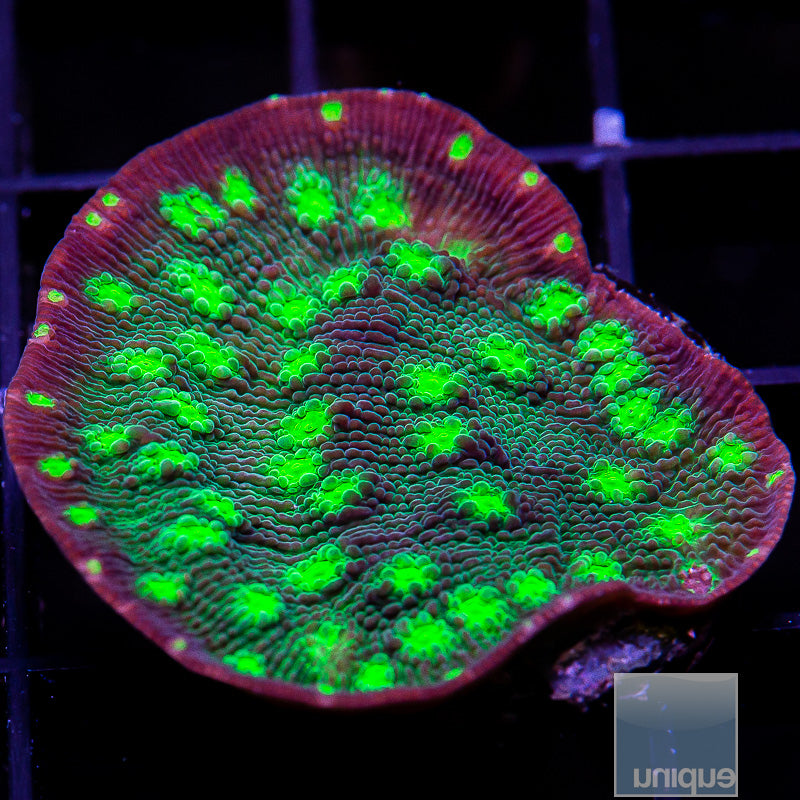 UC Firefly Chalice-WYSIWYG