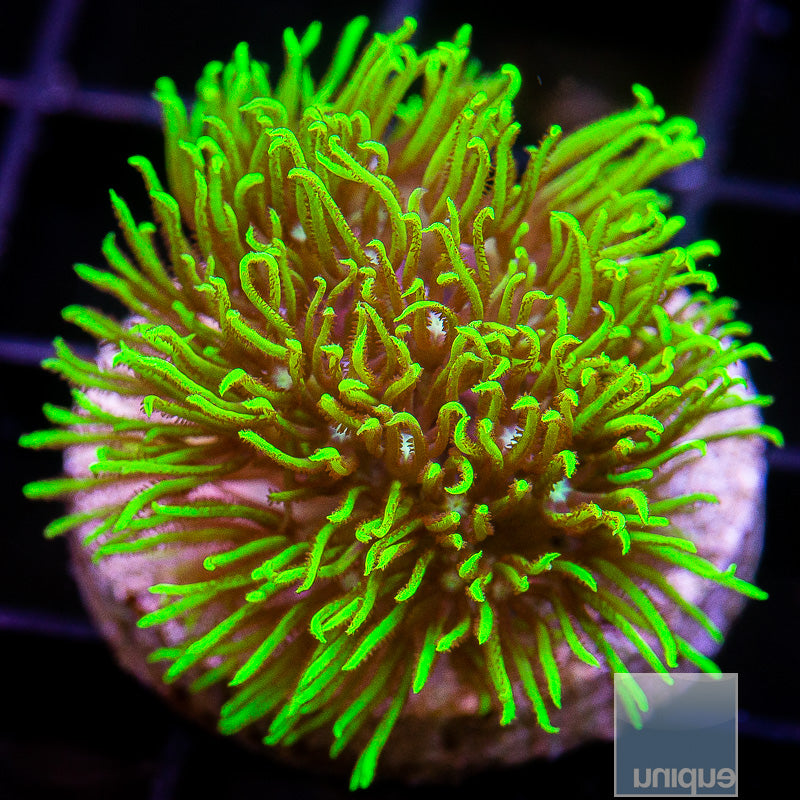 Neon Star Polyp-WYSIWYG
