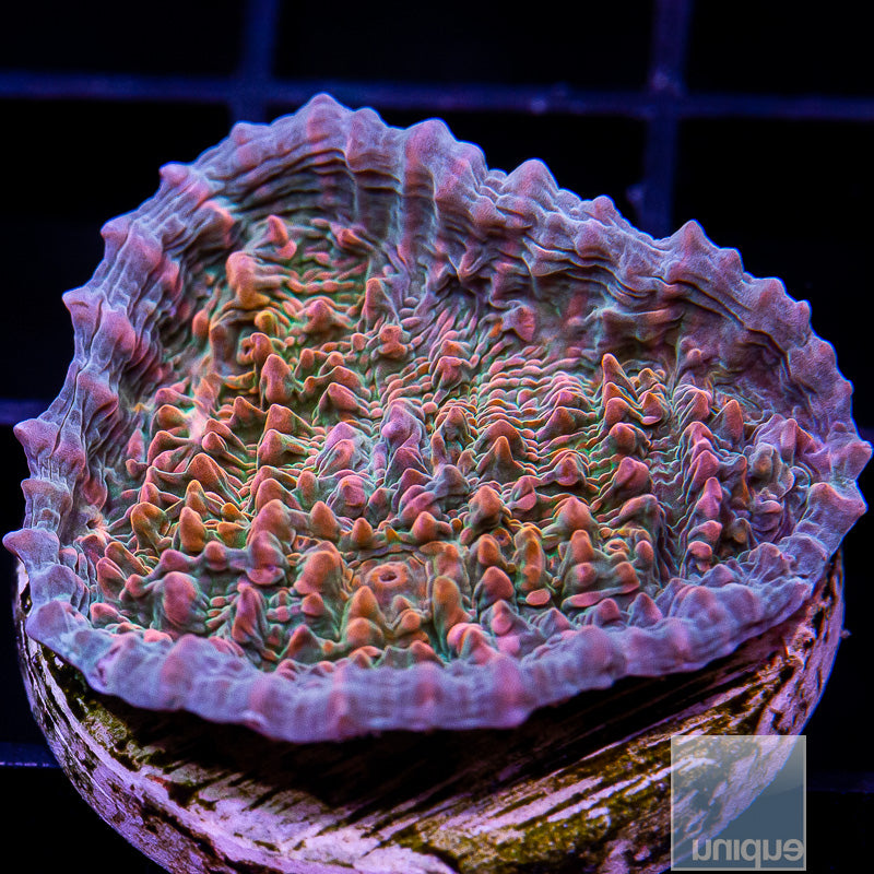 UC Cupping Chalice-WYSIWYG