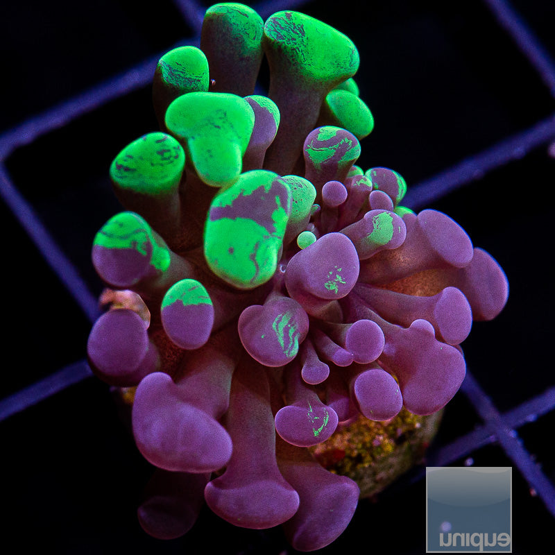 Grafted Neon Branching Hammer-WYSIWYG