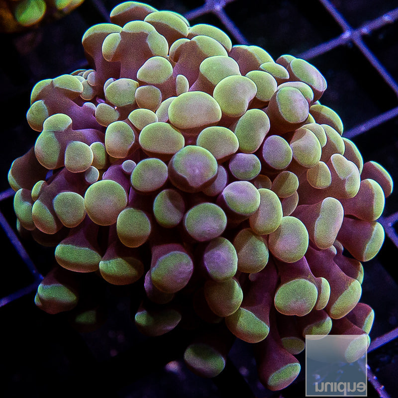 Pearlberry Branching Hammer-WYSIWYG