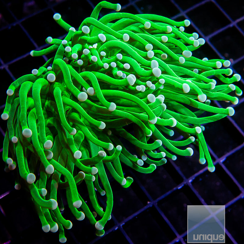 Baja Blast Torch-WYSIWYG