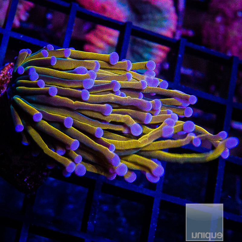 Malay 24k Torch-WYSIWYG