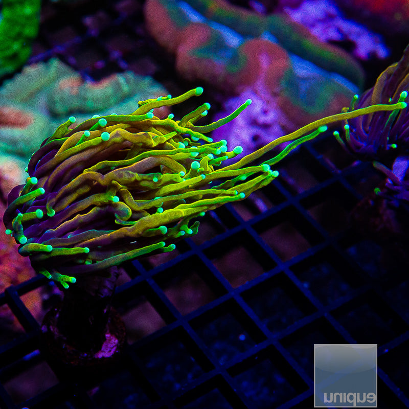 Dragon Soul Torch-WYSIWYG