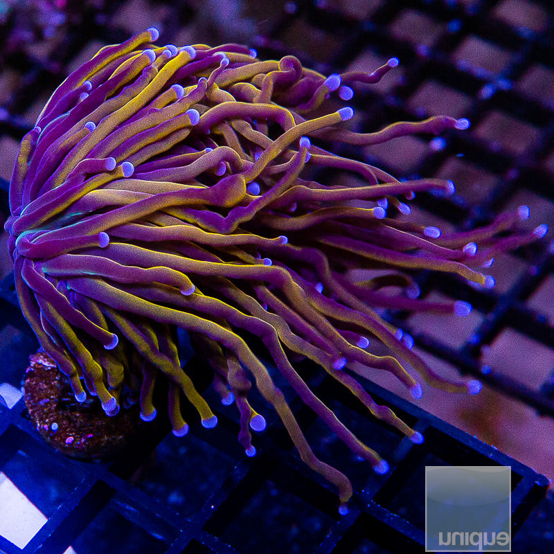 Malay 24k Torch-WYSIWYG