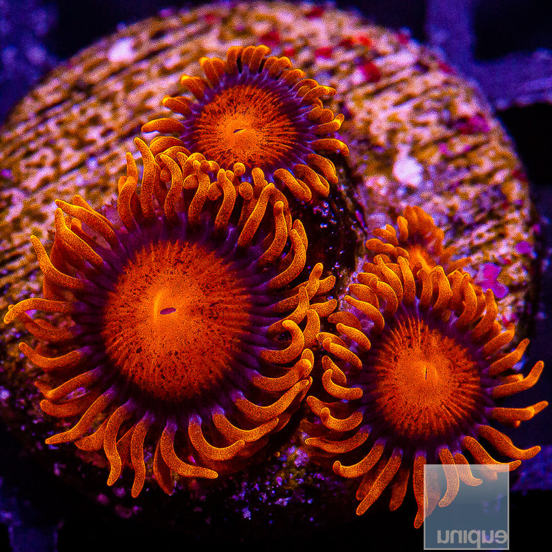 Hyper Bam Bam-WYSIWYG