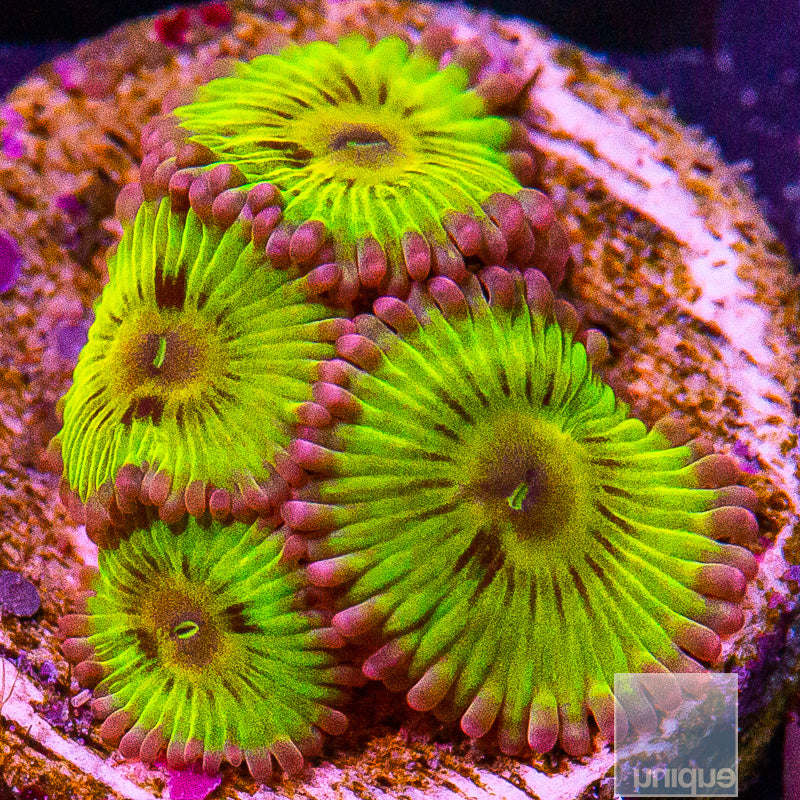 UC Chiquita Zoanthid