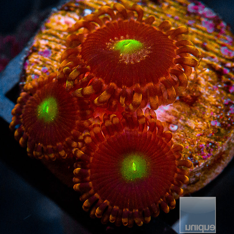 LC Antimatter Zoanthid-WYSIWYG