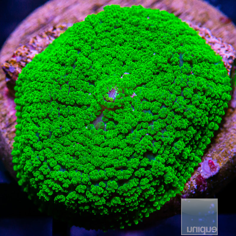 Green Pincushion Rhodactis Mushroom-WYSIWYG