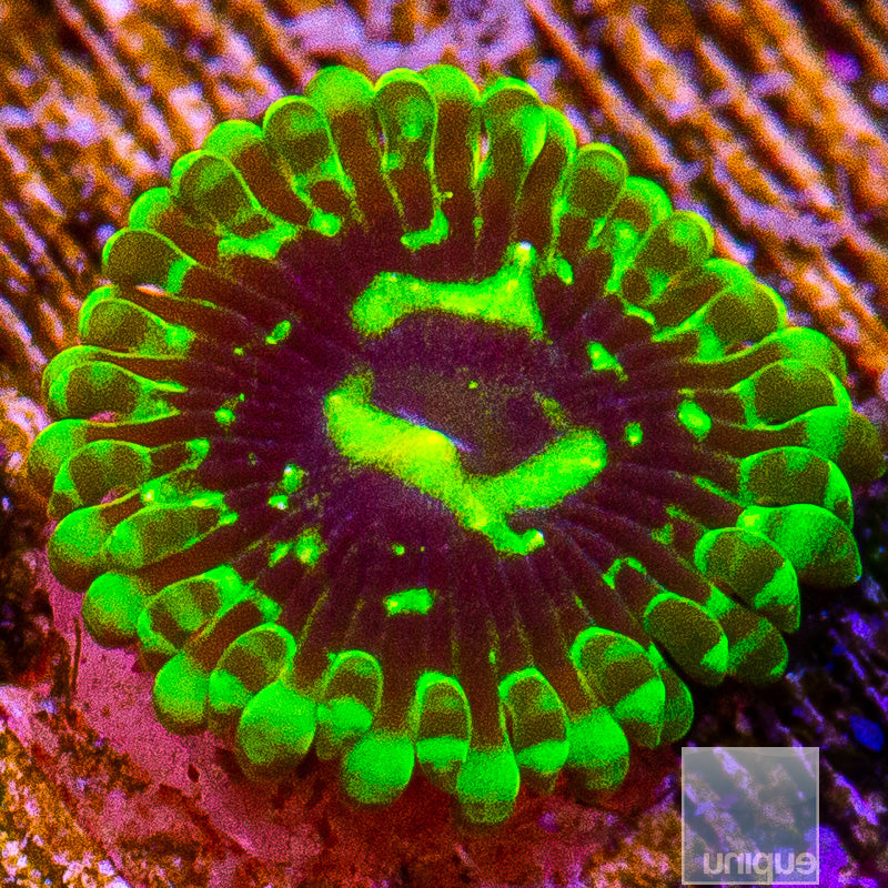 Exosphere Zoanthid-WYSIWYG