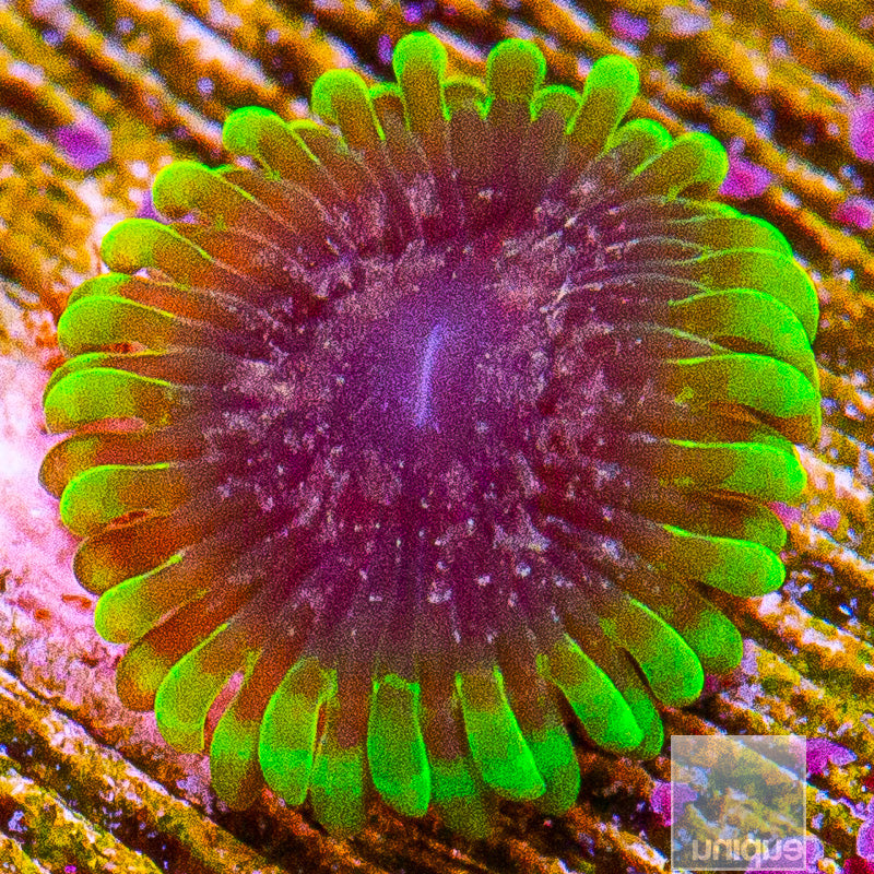 UC Atmosphere Zoanthid-WYSIWYG