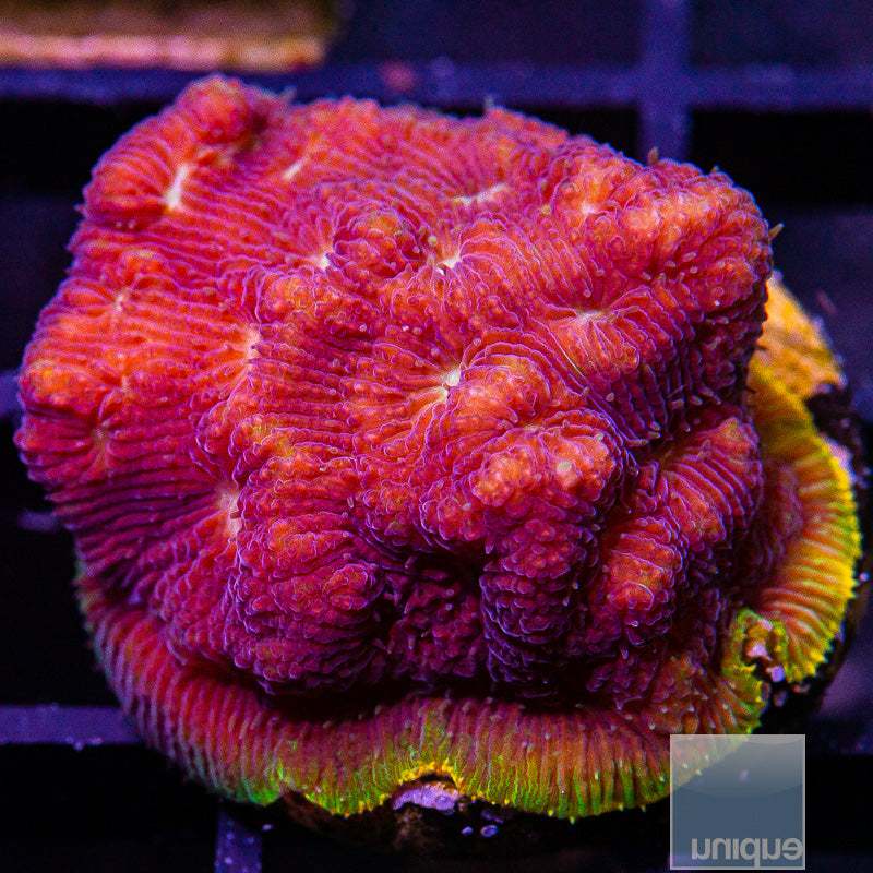 Orange Rim  Lithophyllon-WYSIWYG