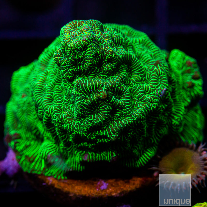 Green Leptoseris-WYSIWYG