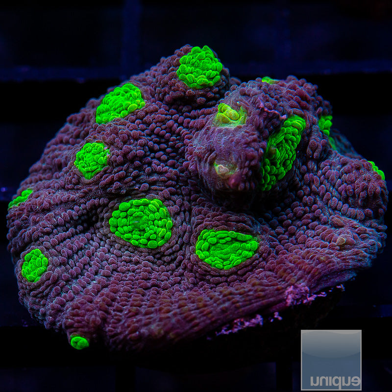 Neon Eye Chalice-WYSIWYG