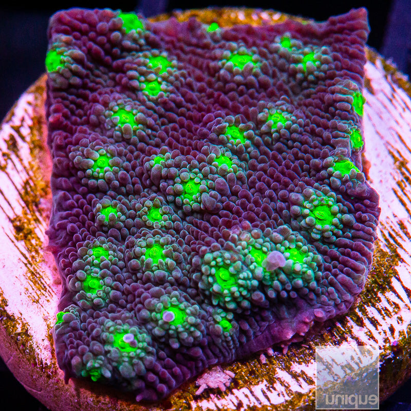 UC Hollywood Stunner Chalice-WYSIWYG