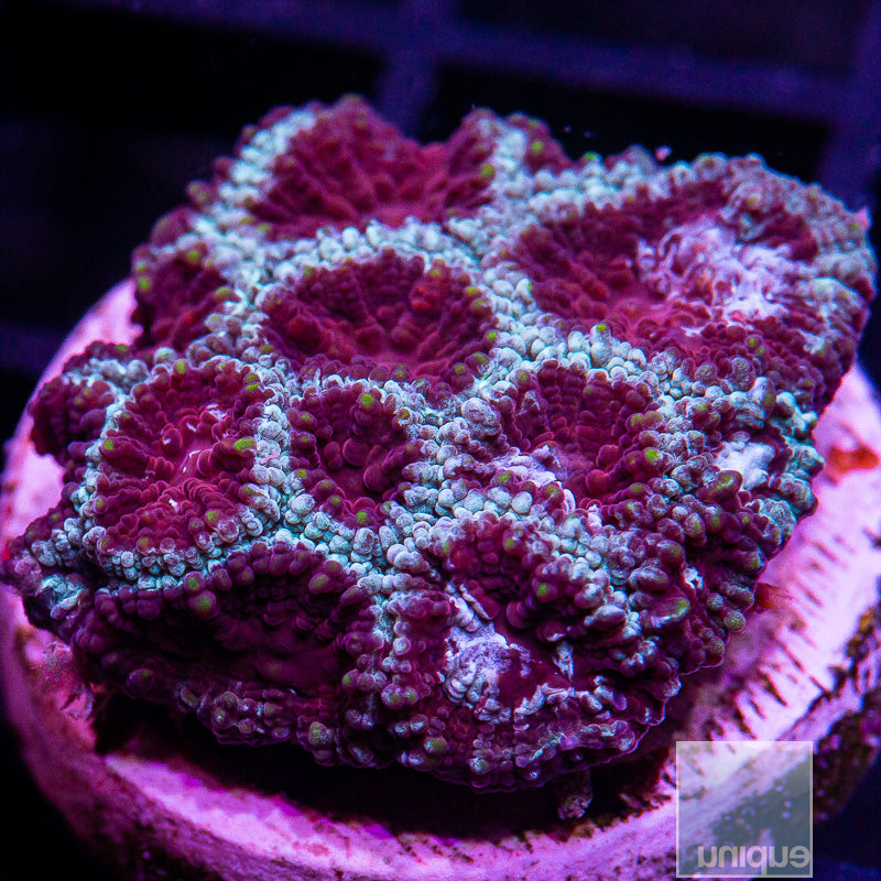 Burgundy Favia-WYSIWYG