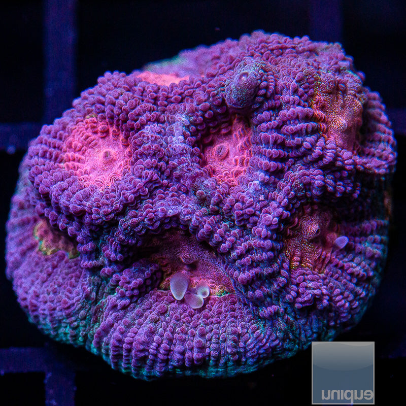 UC Baby's Breath Favia-WYSIWYG