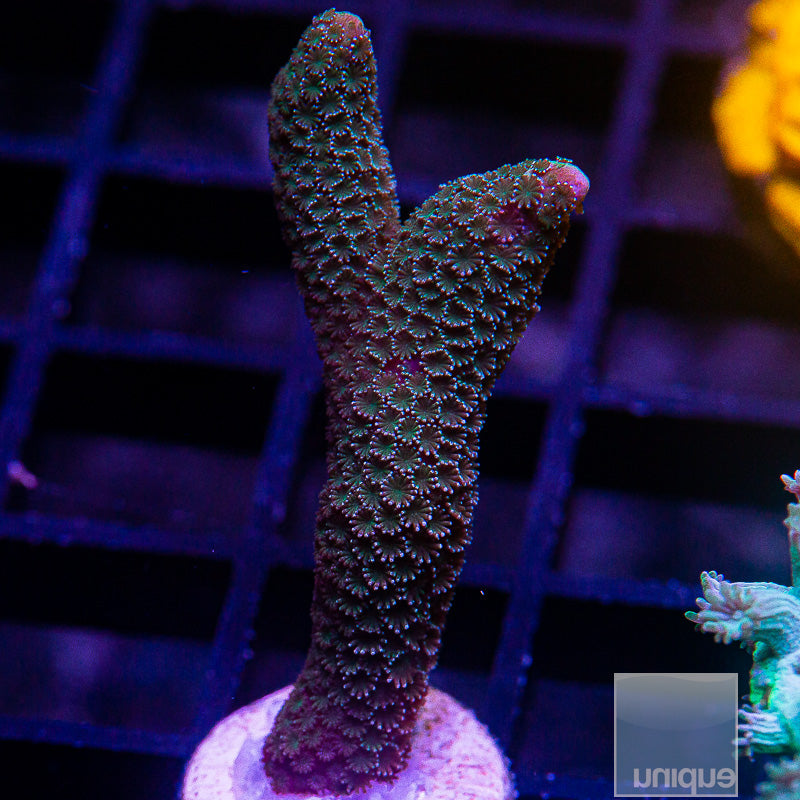 UC Metallic Blue Digitata