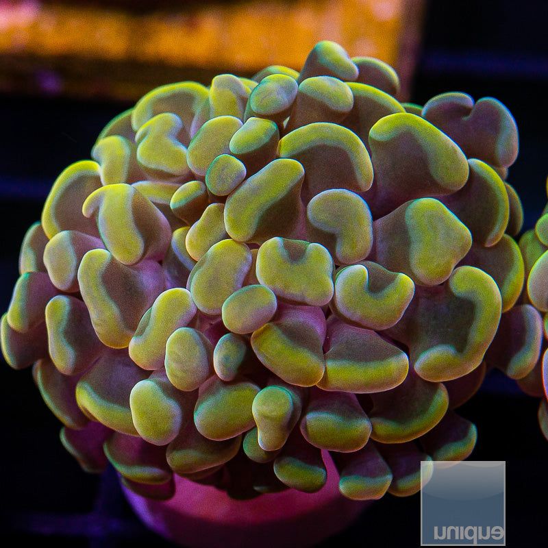 UC Rainbow Branching Hammer-WYSIWYG