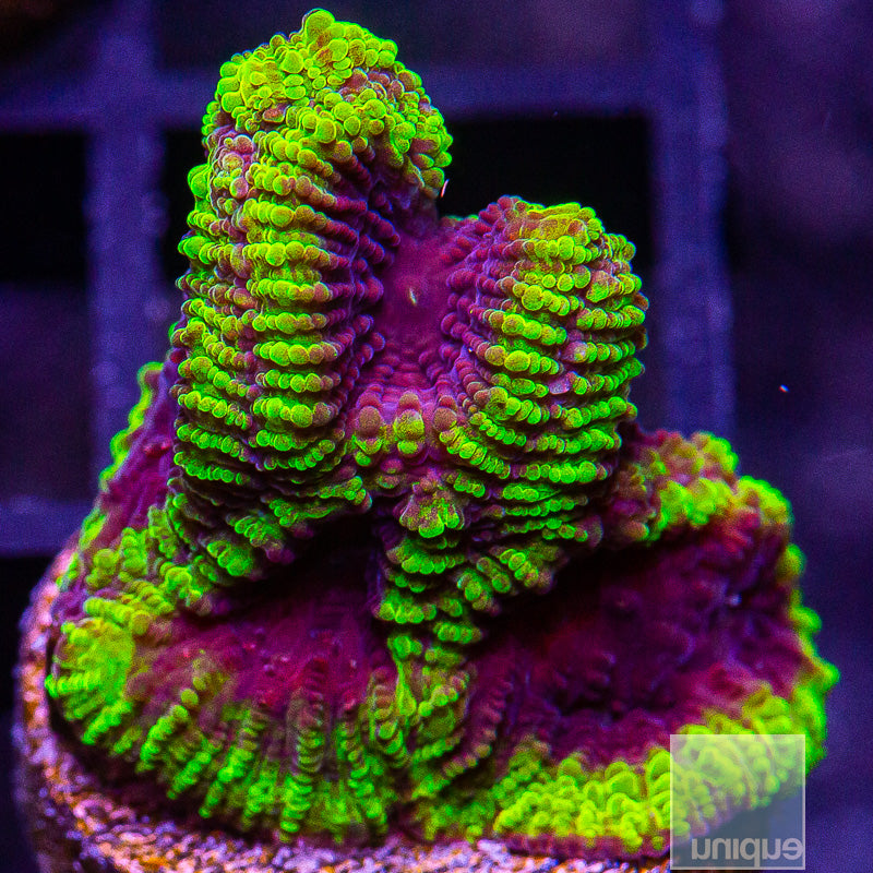 UC Wolverine Favia-WYSIWYG