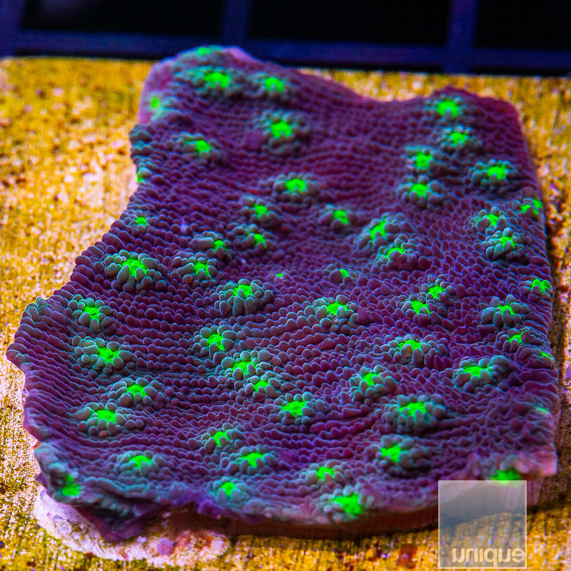 UC Hollywood Stunner-WYSIWYG