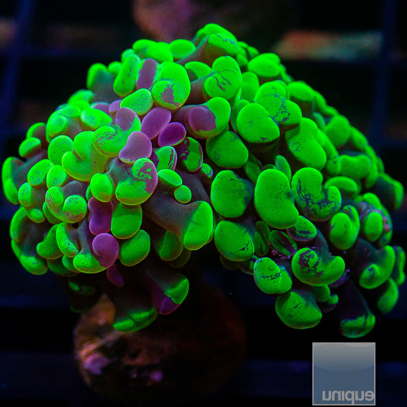 Grafted Neon Branching Hammer Double Head-WYSIWYG