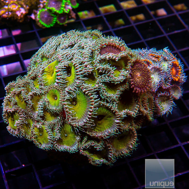 Palythoa Mixed Garden-WYSIWYG