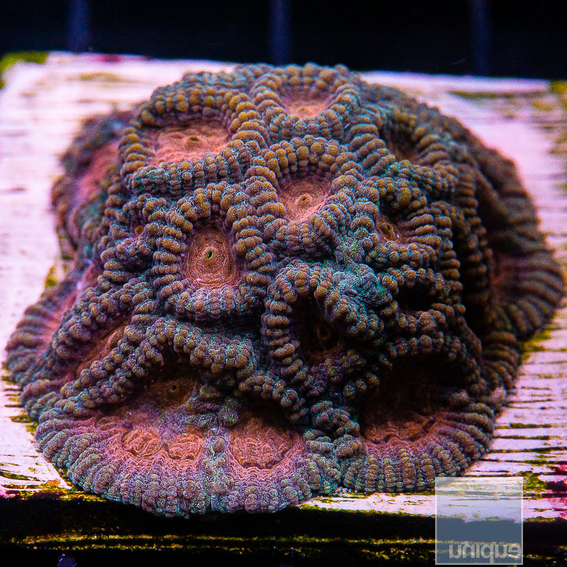 UC Baby's Breath Mini Colony-WYSIWYG