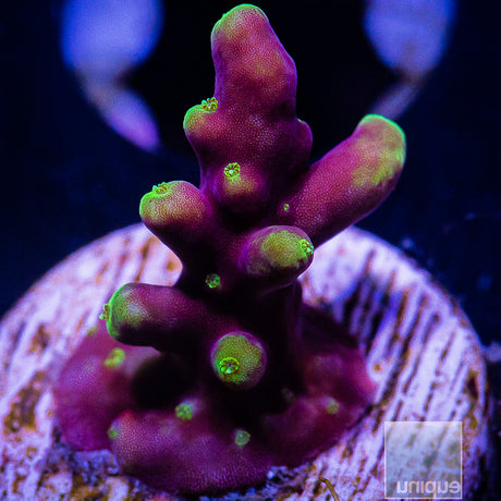 WWC Little Red Ferrari Acropora