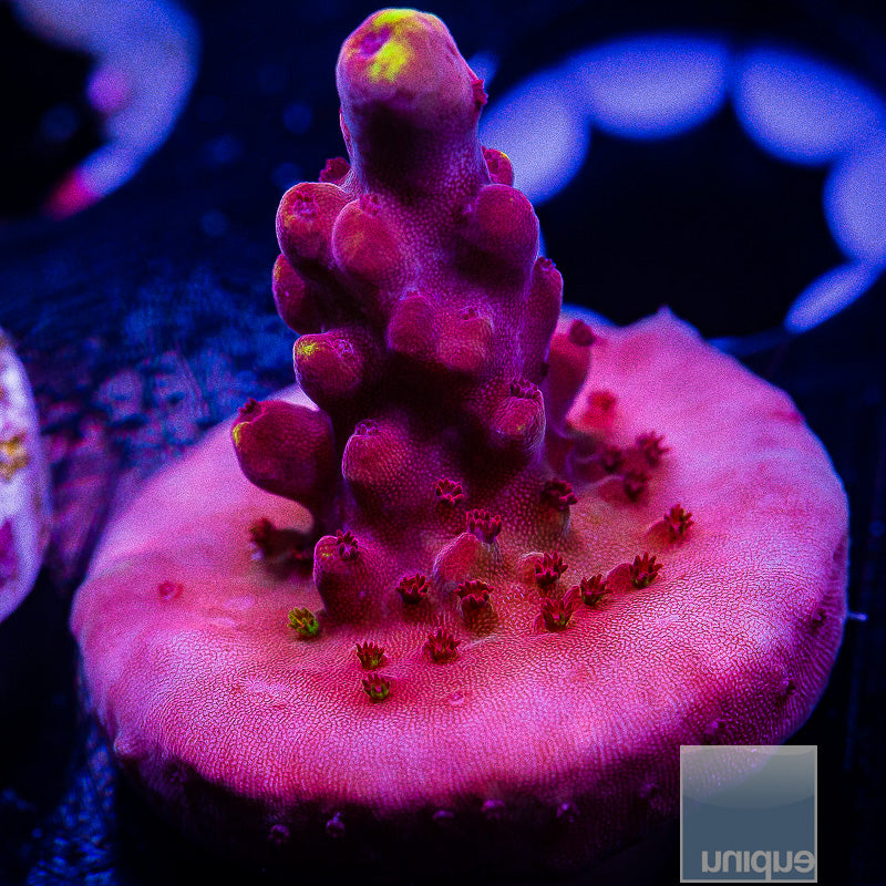 Jason Fox Flame-WYSIWYG