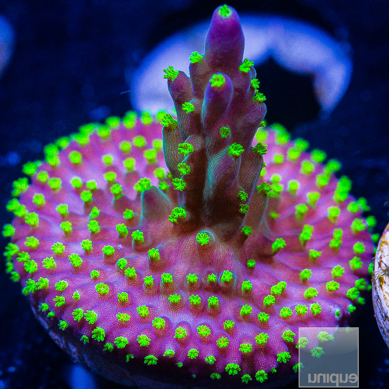 TSA Garf Bonsai-WYSIWYG