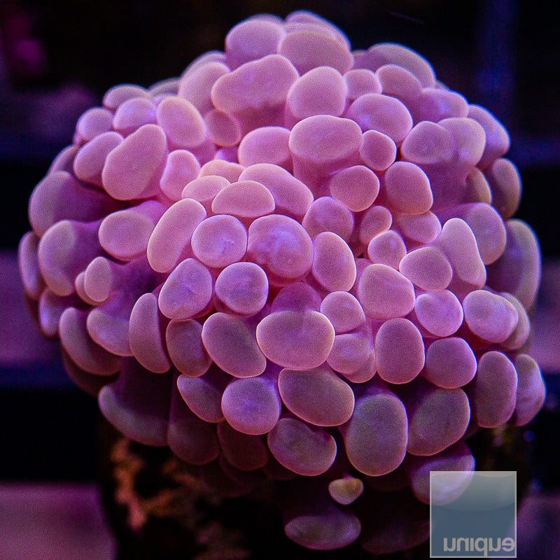 Peach Branching Hammer single Head Stock